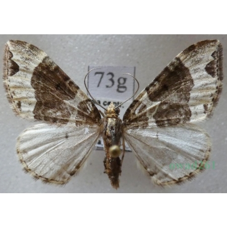 Ecliptopera silaceata (Denis & Schiffermüller, 1775) Paśnik niecierpek Czech73g
